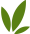 green leaf three